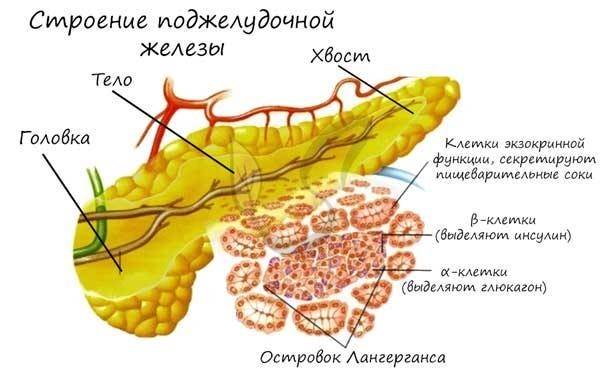 Заболевания органов пищеварения при диабете