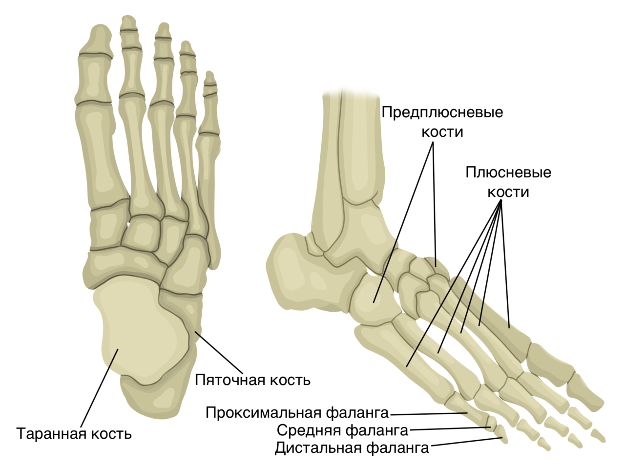 Где находится лучевая кость на ноге. Таранная кость стопы. Таранная кость стопы анатомия. Плюсна и предплюсна. Кости плюсны пясти и фаланг.
