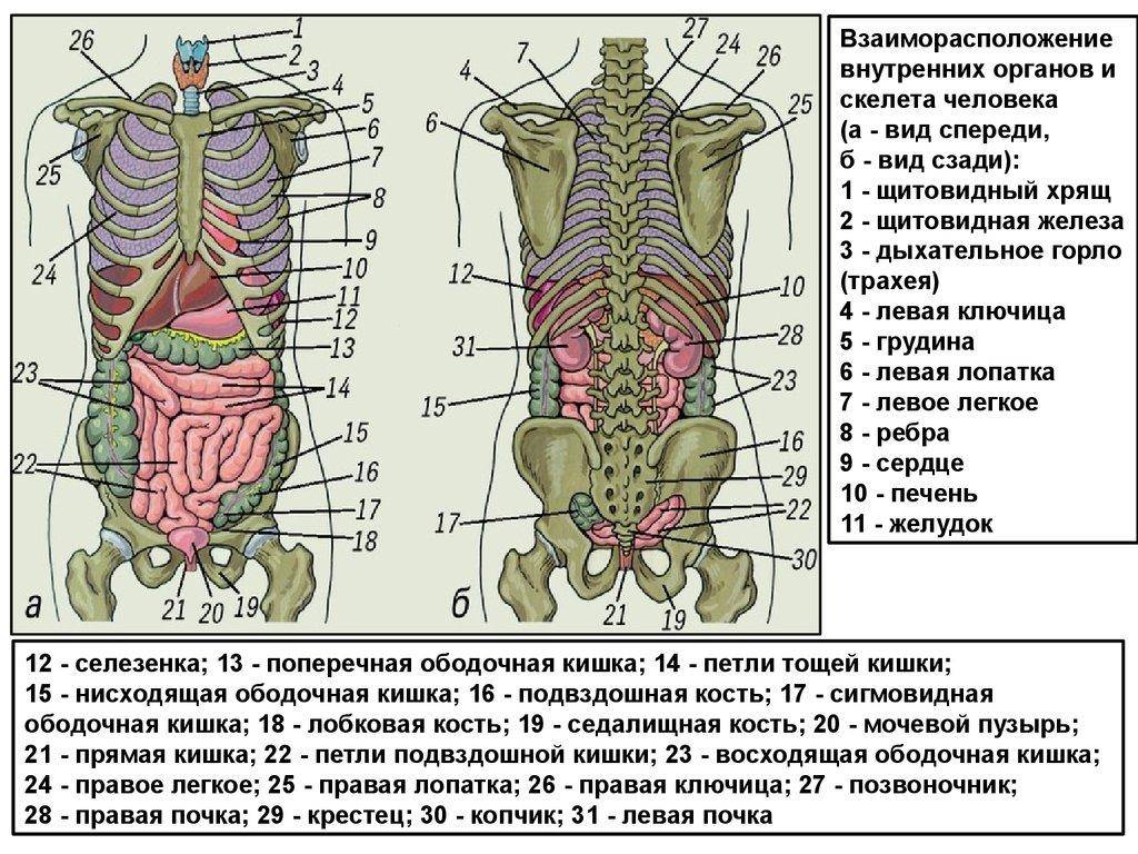 Расписание болезней 2024 года с комментариями юристов