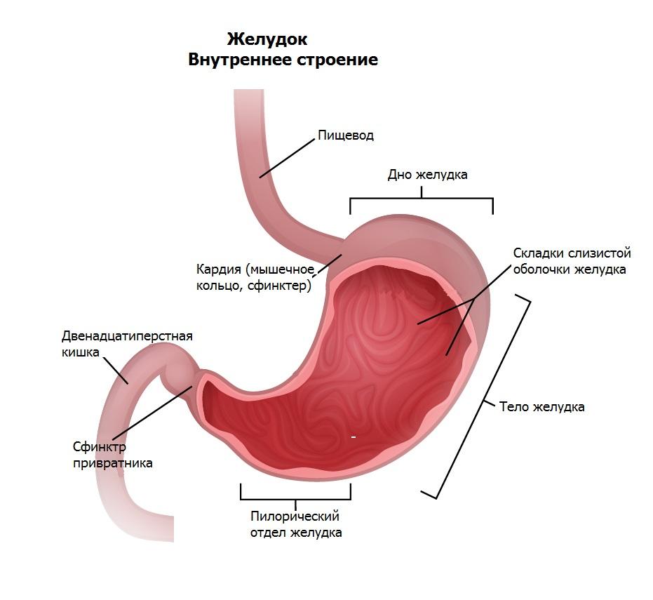 Пищевод желудок двенадцатиперстная кишка картинки