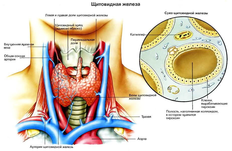 Заболевания щитовидной железы – лечение, причины, диагностика | ГКБ 71