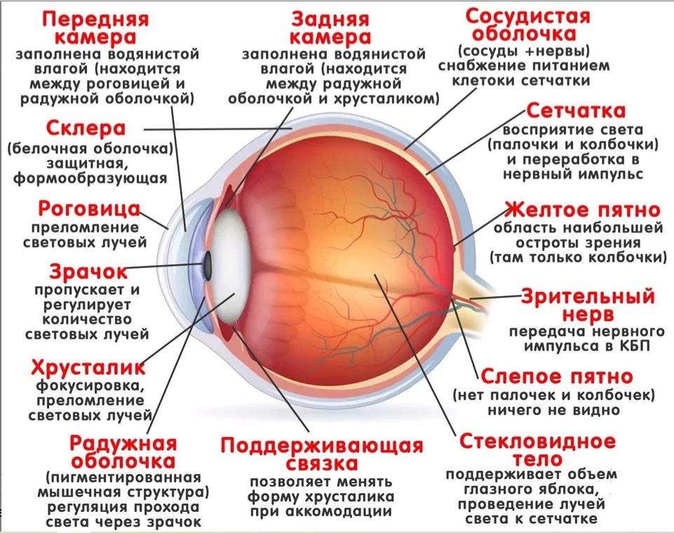 Методы исследования органа зрения