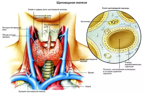 Субклинический гипотиреоз армия